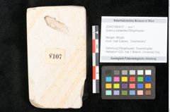 Foto (Objekt + Etikett) von Quercus palaeoilex Ettingshausen (NHMW-GEO-2024-0188-8107)